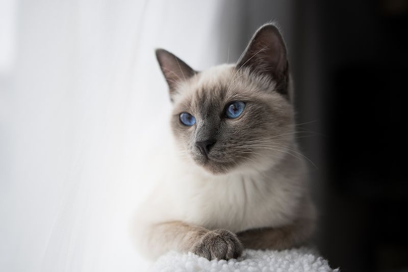 Siamese