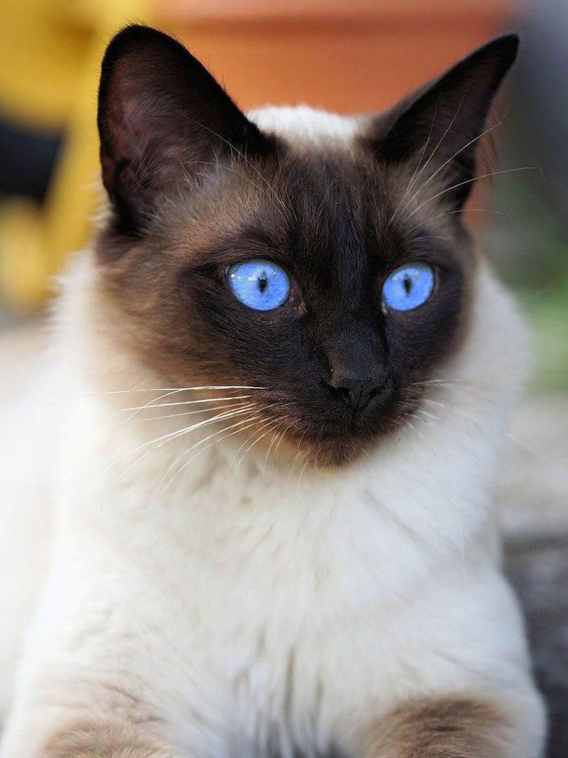 Siamese