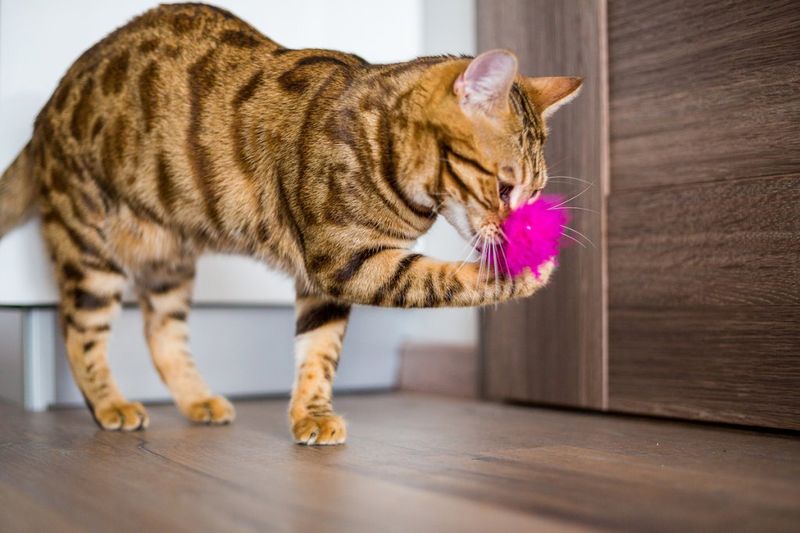 Bengal