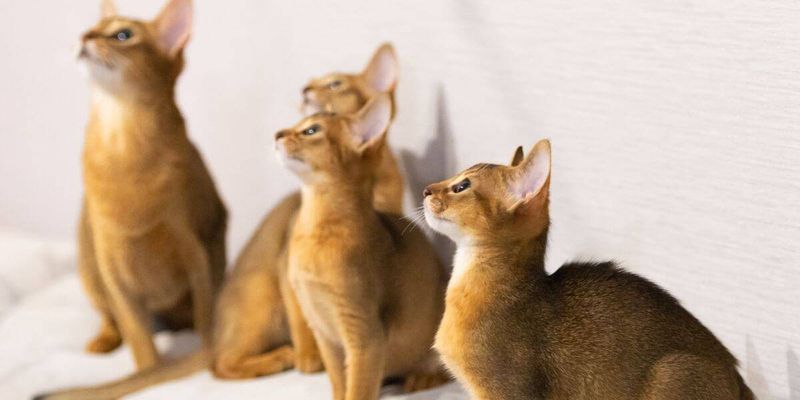 Abyssinian