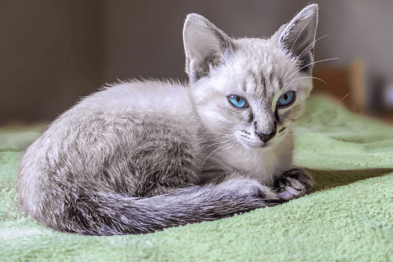 Siamese