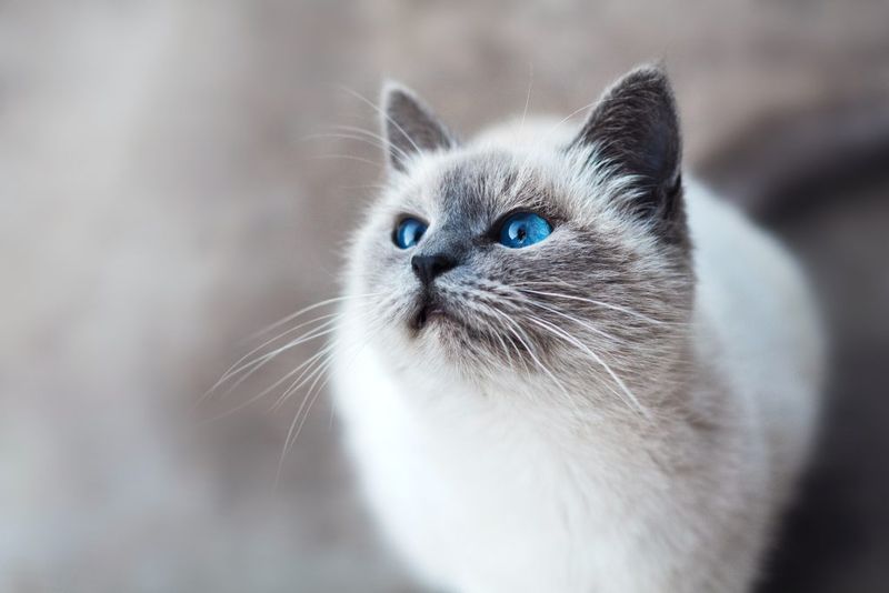 Birman