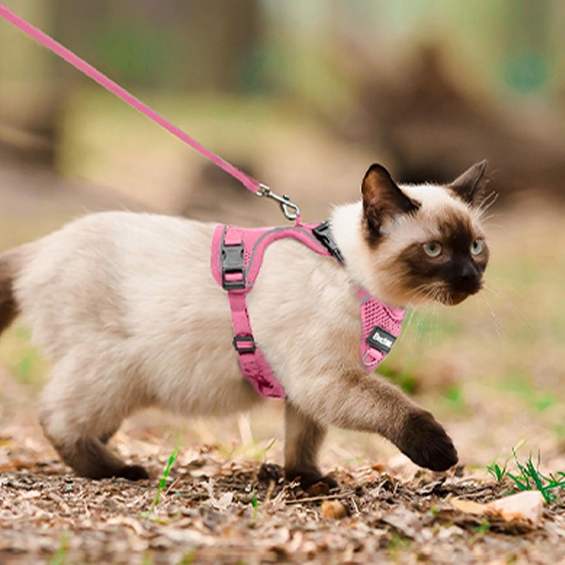 Siamese