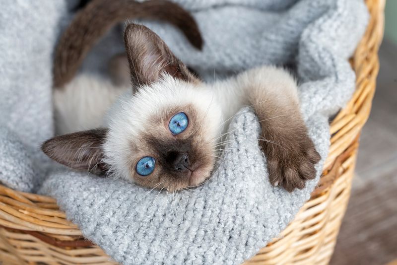 Siamese