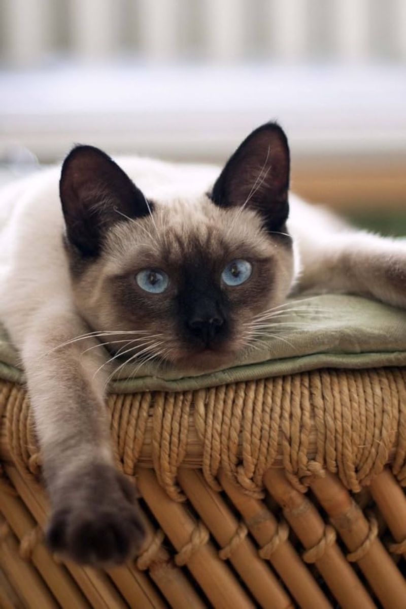 Siamese