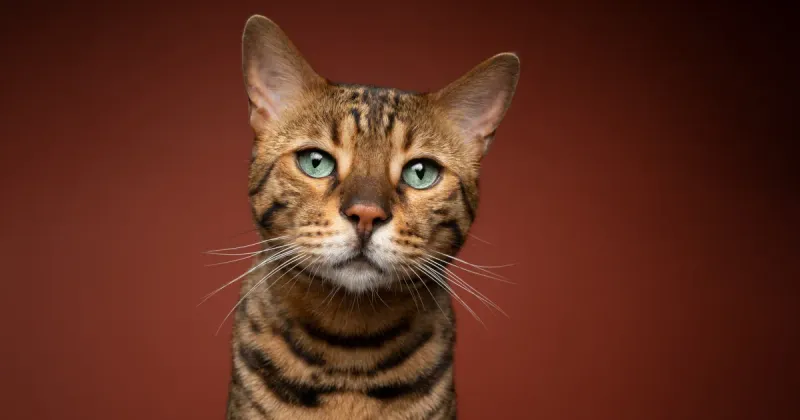 Bengal