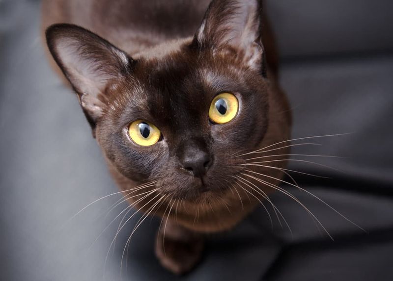 Burmese: The Shadow Cat