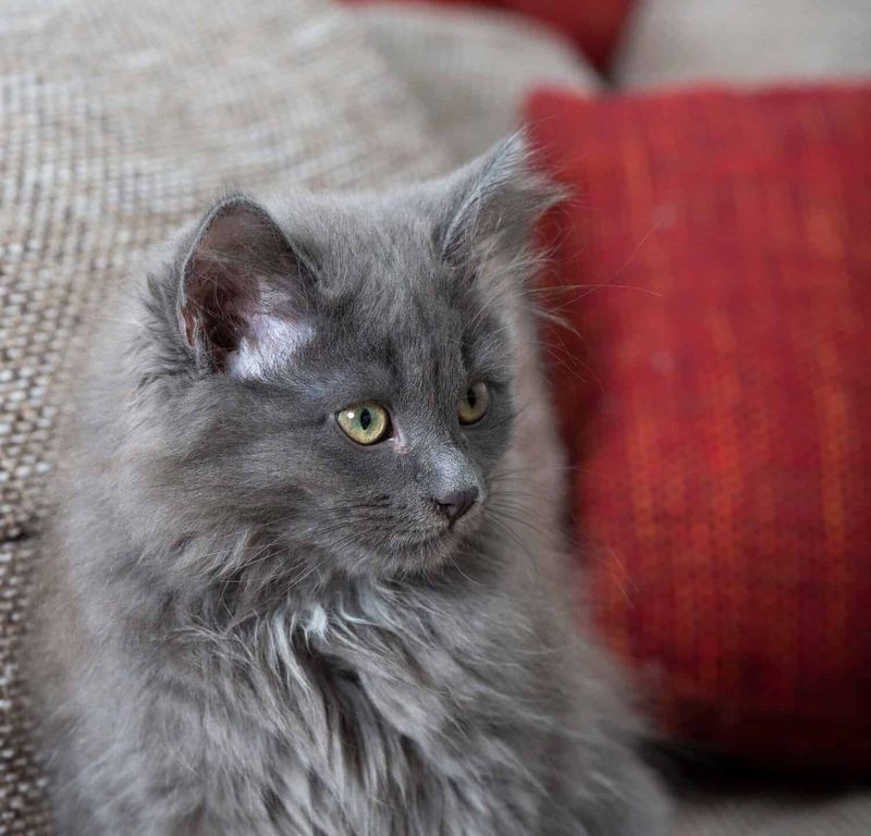 Siberian