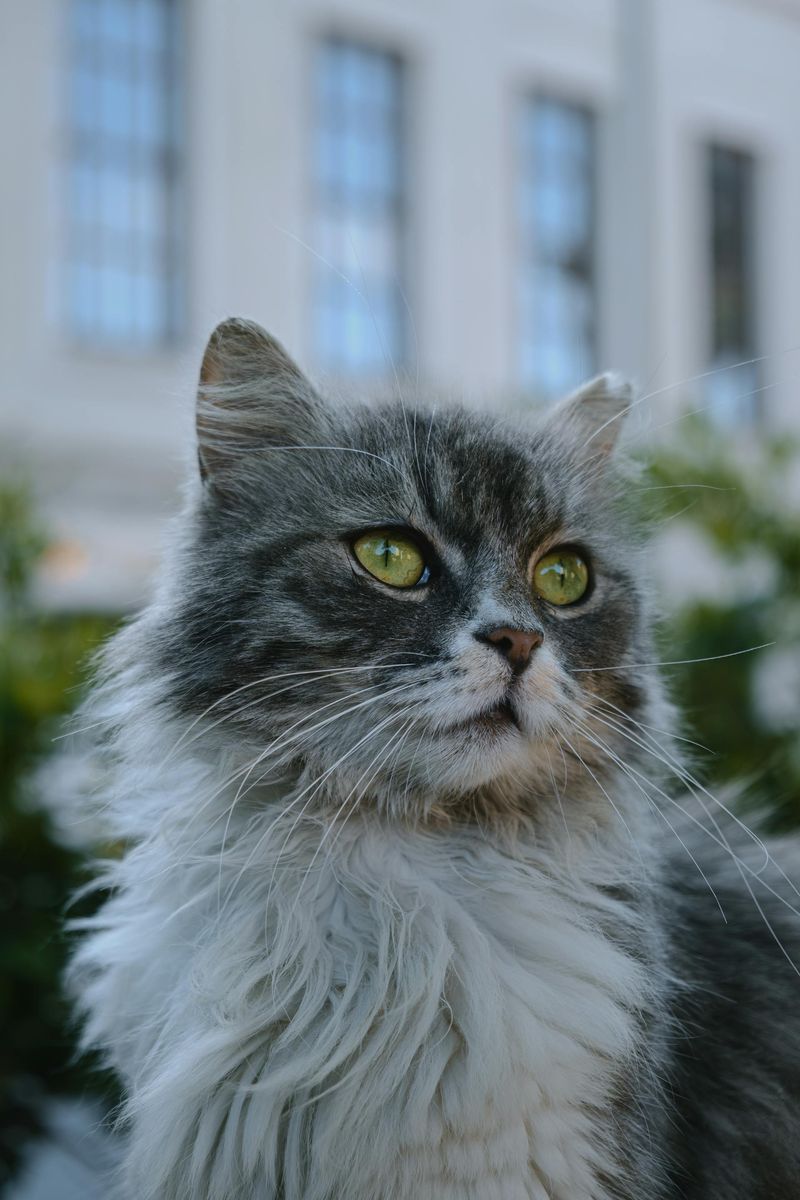 Siberian