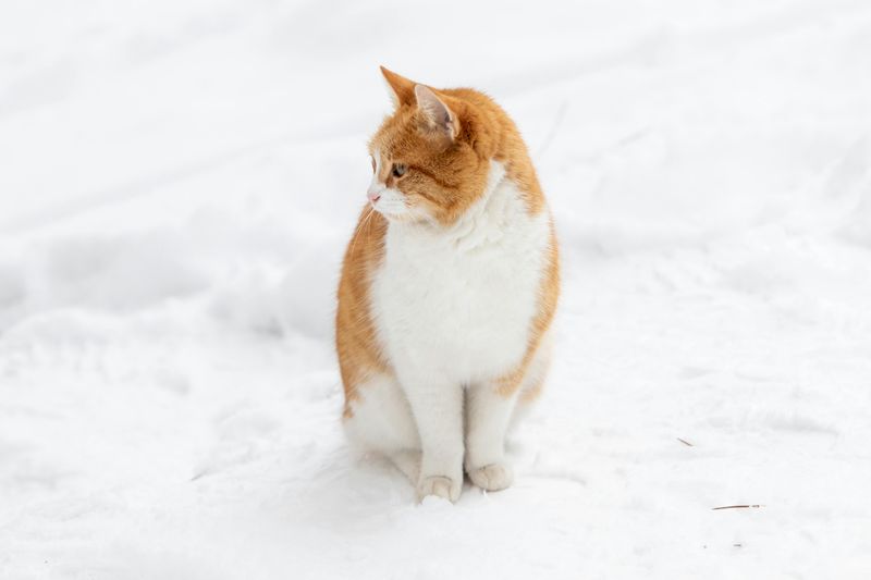 Siberian