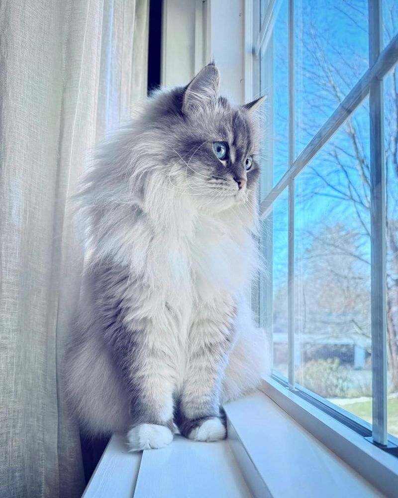 Siberian