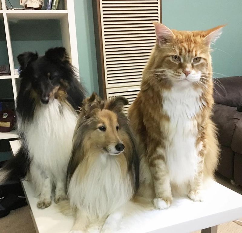 Maine Coon