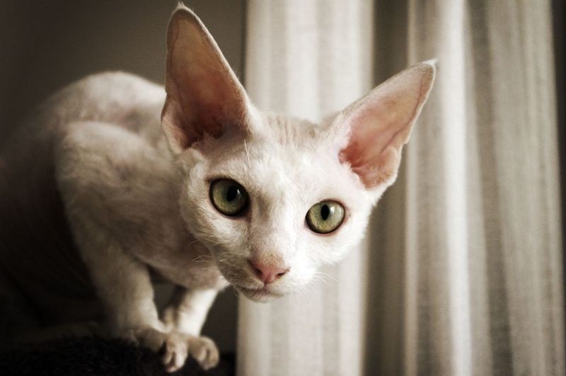 Devon Rex: The Impish Doorway Prancer