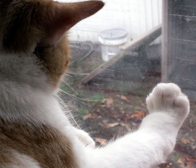 Silent Watching