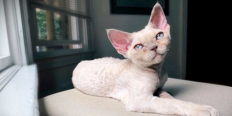 Devon Rex
