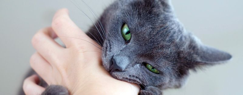 Injury Risks from Bites or Scratches