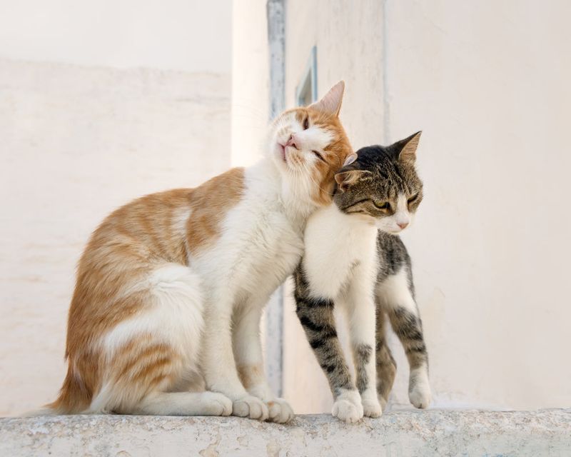 Head Butting and Face Rubbing (Bunting)