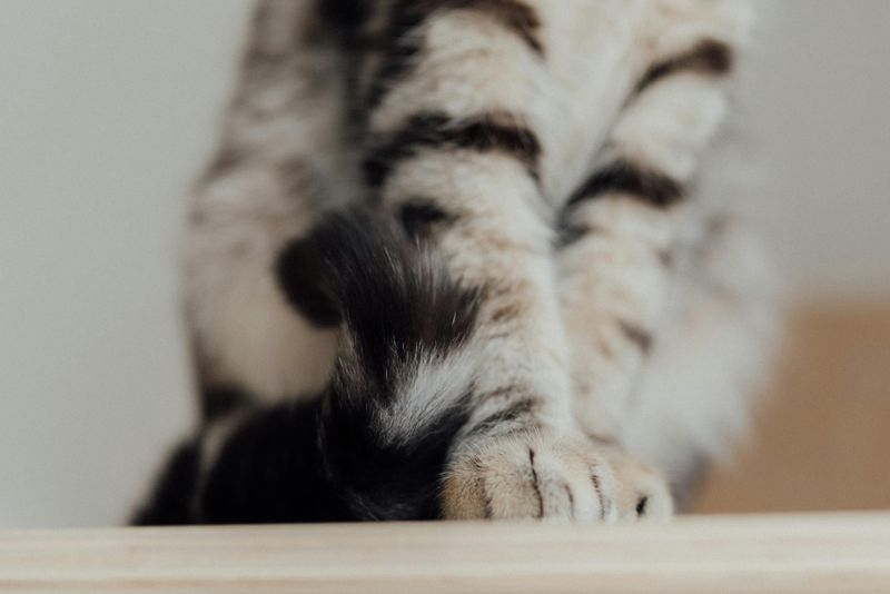 Kneading You With Their Paws