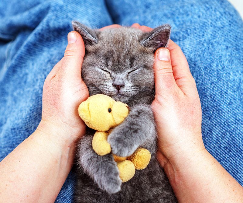 Purring Softly While Resting Nearby