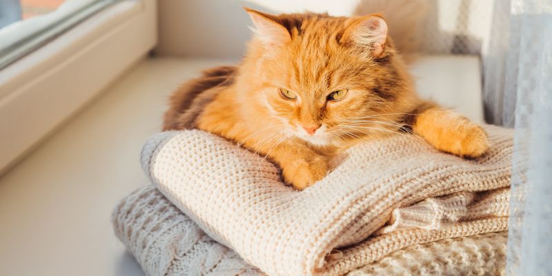 Your Scent Can Be a Comfort Object