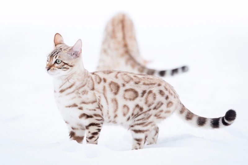 Snow Bengal