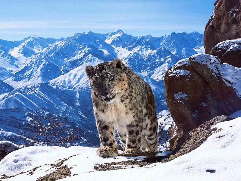 Snow Leopard