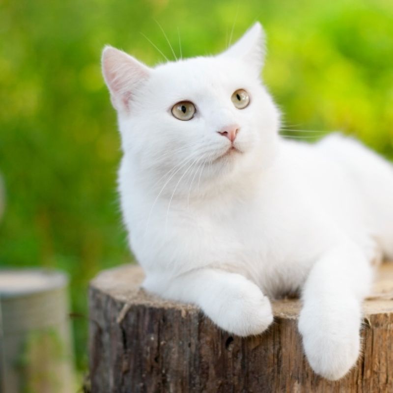 Snowball, the Crime-solving Cat
