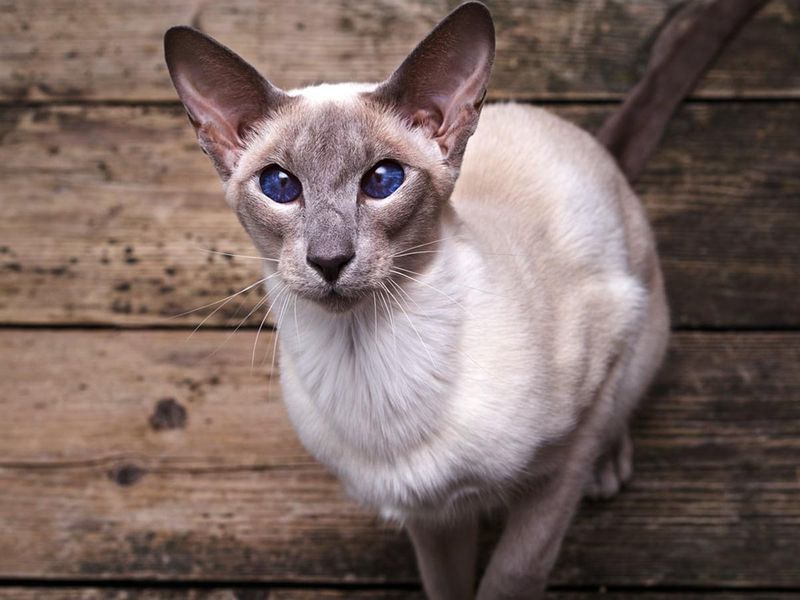Oriental Shorthair (Colorpoint)