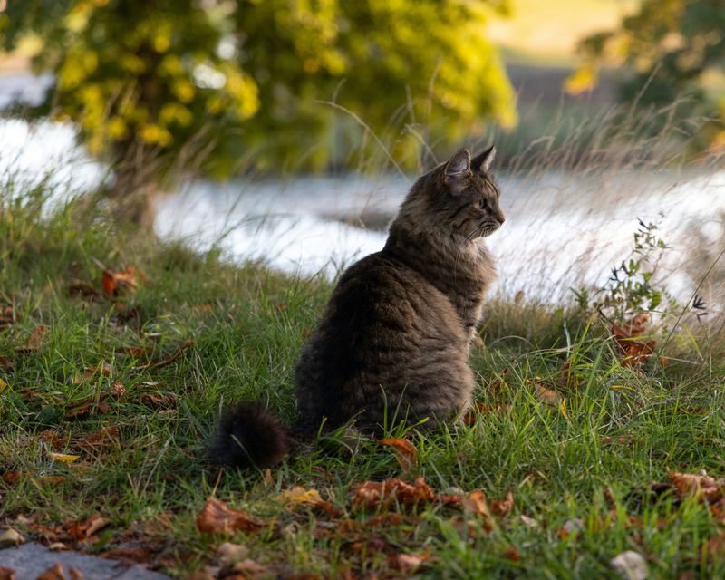 Observe from a Distance