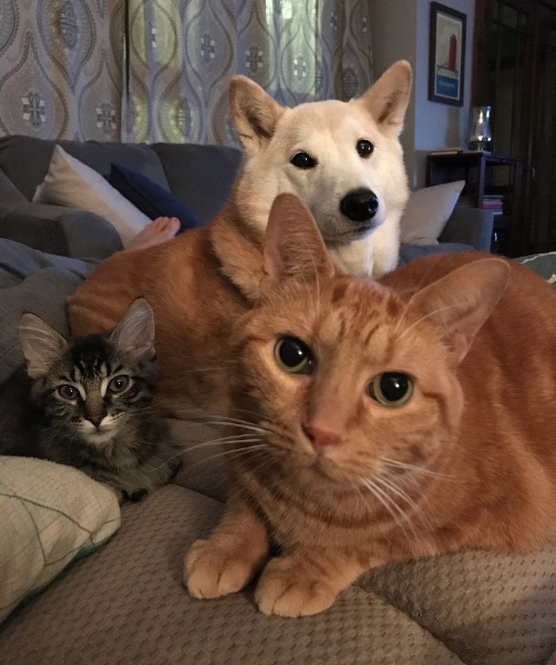 Socialization with Other Pets