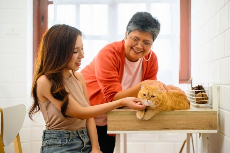 Socializing Your Cat