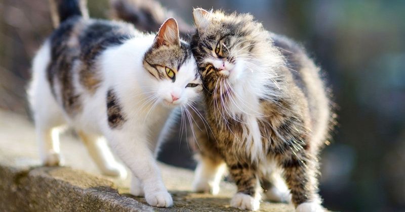 Socializing with Other Cats