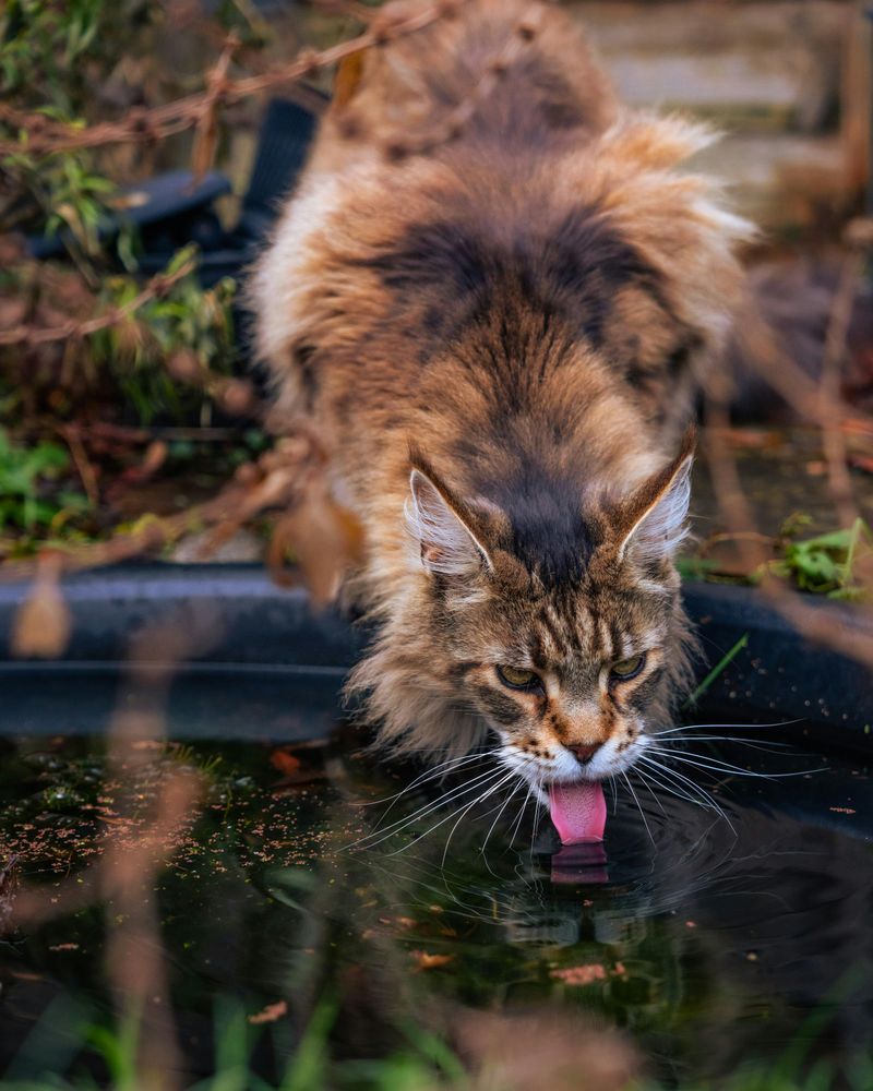 Bird Baths and Puddles to Sip From