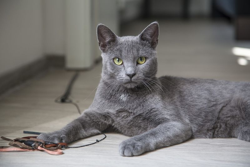Gray/Blue