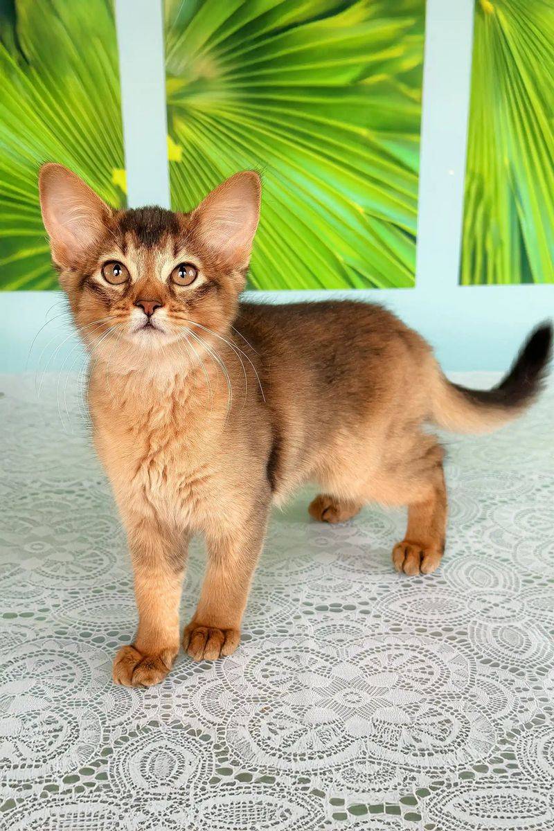 Somali Cat