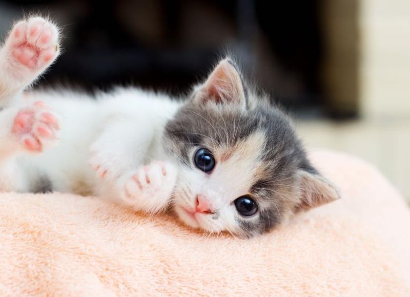 Kittens Grow Fastest in the First 6 Months