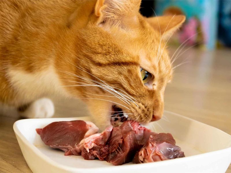 Feed High-Protein, Satisfying Meals