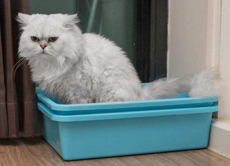 Litter Box Placement