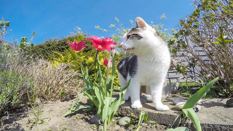 Specific Lilies to Avoid