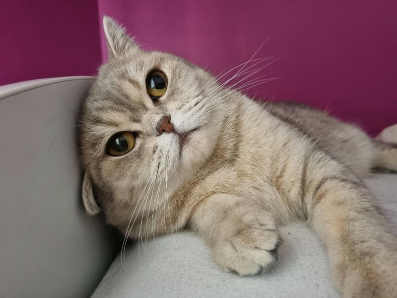 Scottish Fold