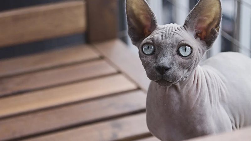Sphynx