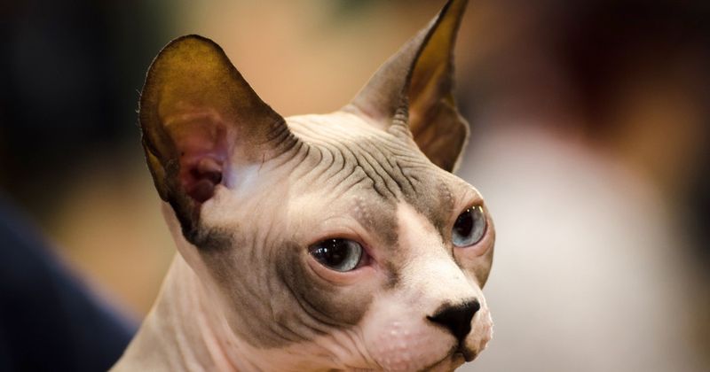 Sphynx