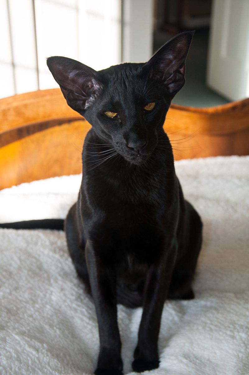 Oriental Shorthair