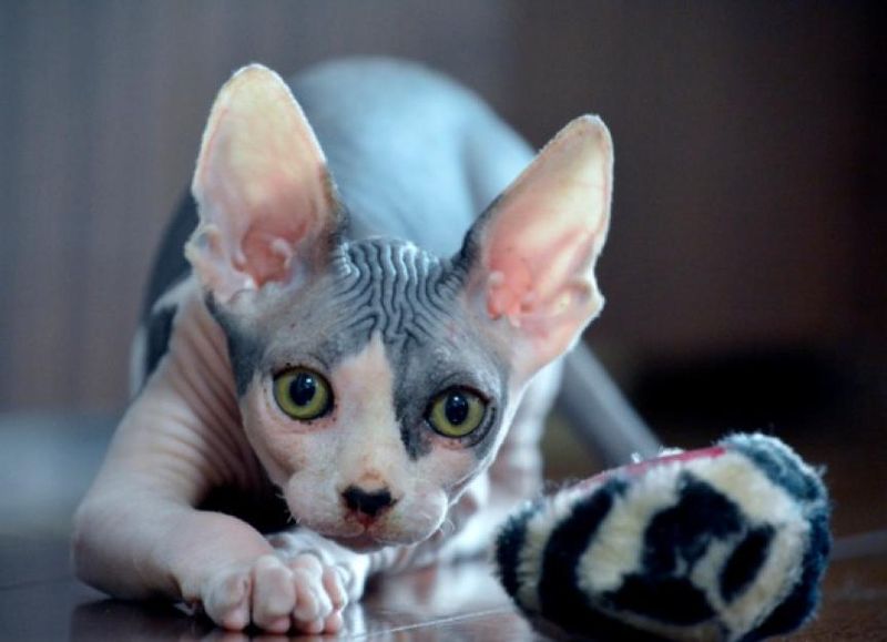 Sphynx