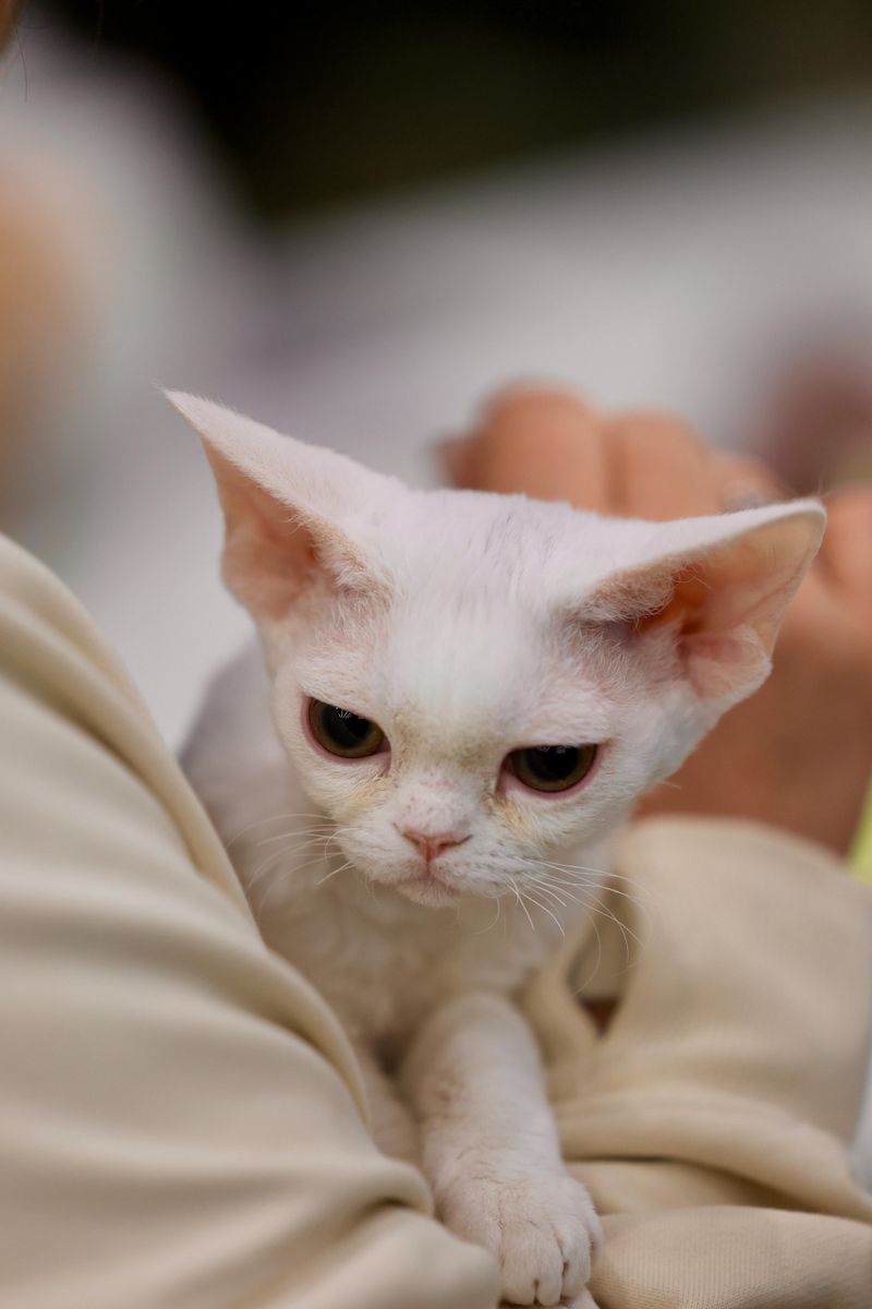 Devon Rex
