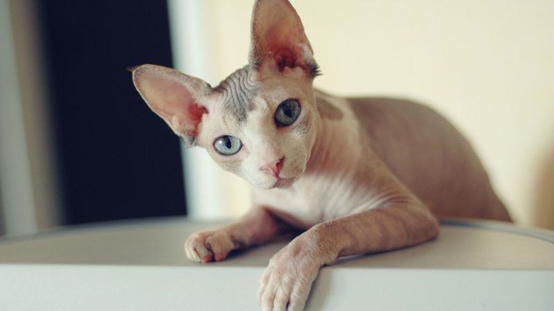 Sphynx