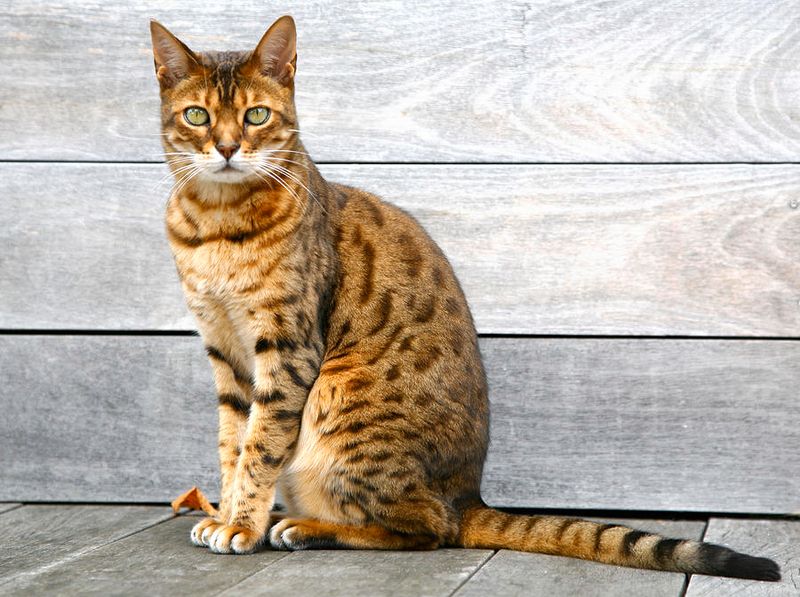 Bengal Cats