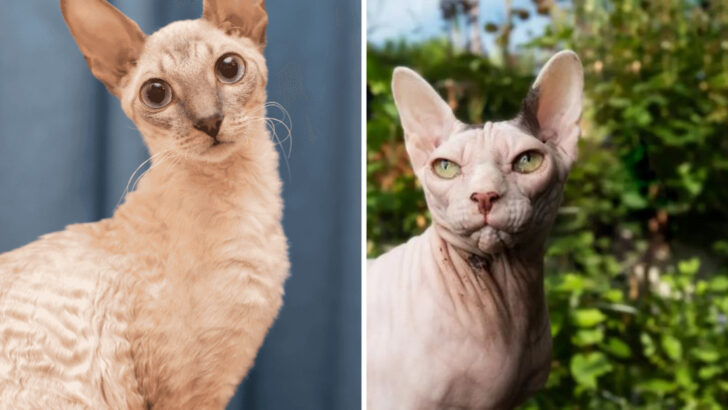 Sphynx vs. Cornish Rex: 5 Ways They Differ & 5 Things They Share