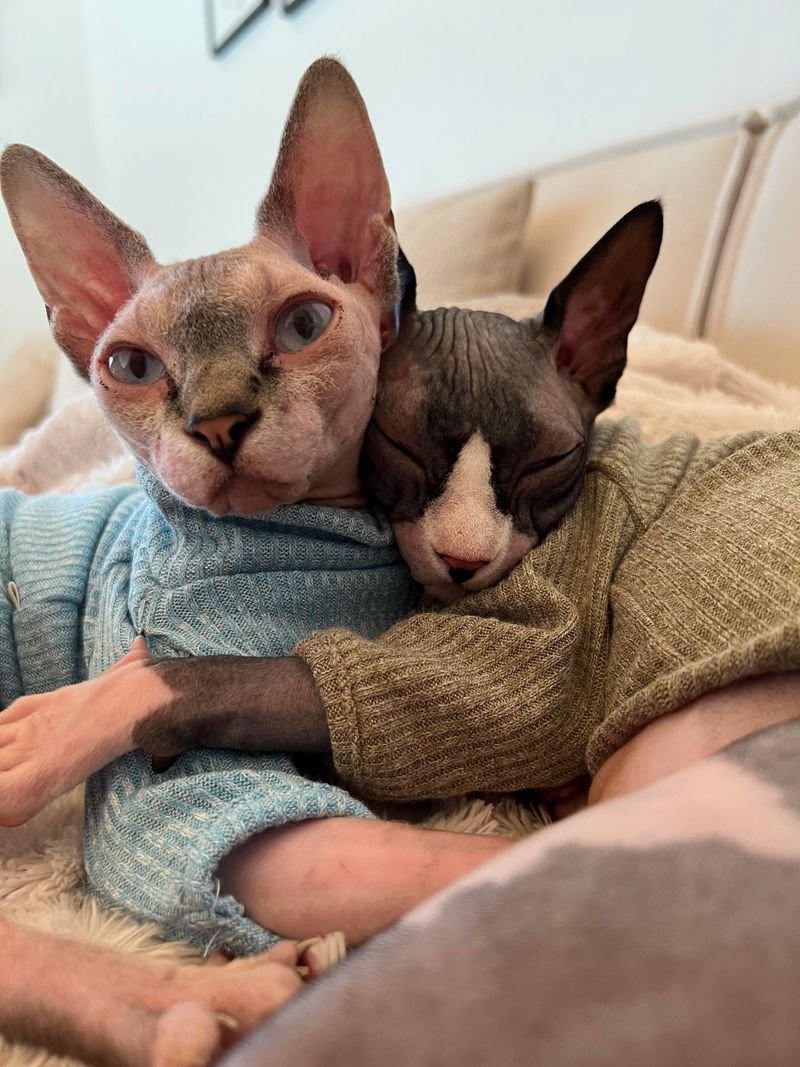 Sphynx