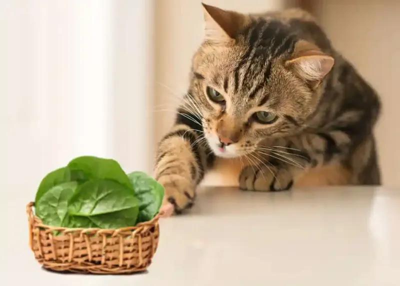 Spinach